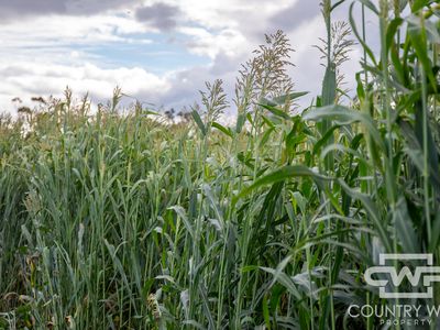 Lot Plain View South, 916 Emmaville Road, Glen Innes