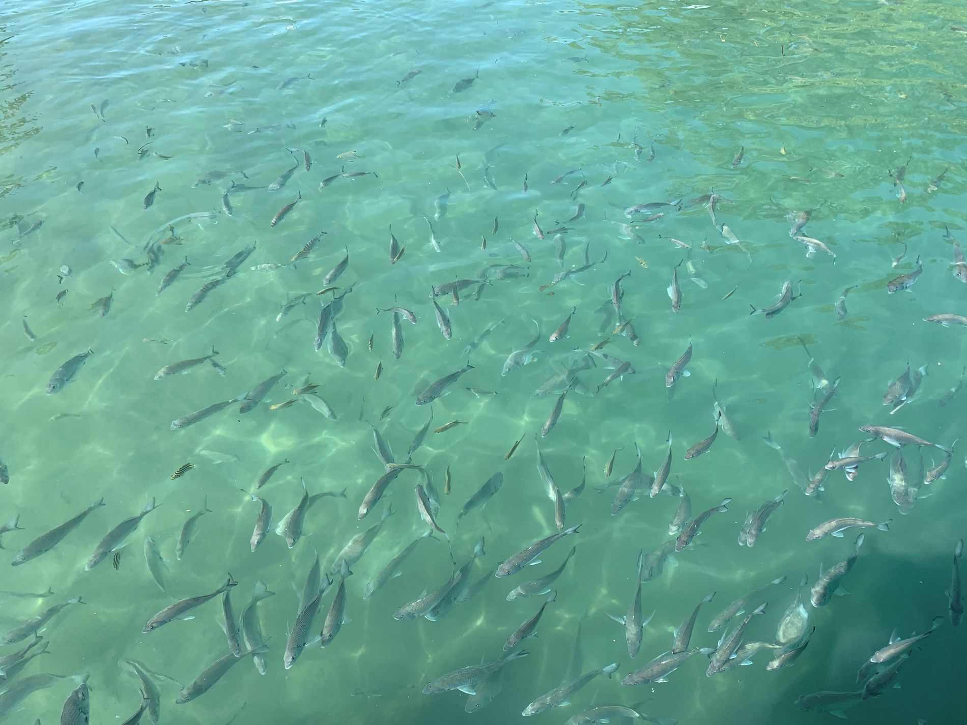 40 Hillcrest Avenue , Tweed Heads South