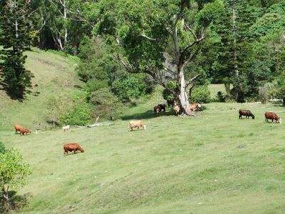 Lot 2, L 2 Brandenberg Road, Maleny