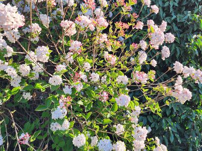 21 Sullivan Rd, Burradoo