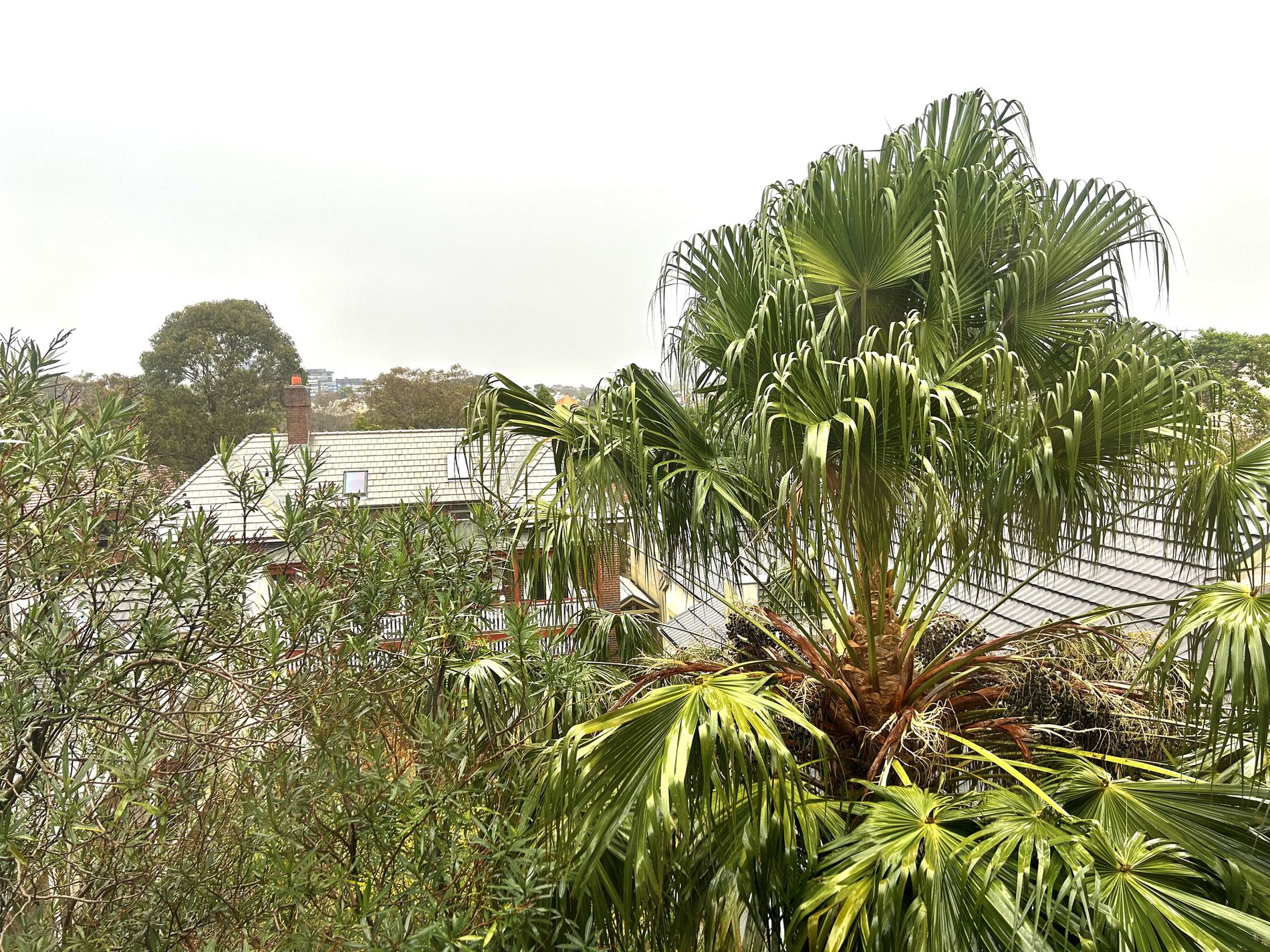 77 / 51 Hereford Street, Glebe