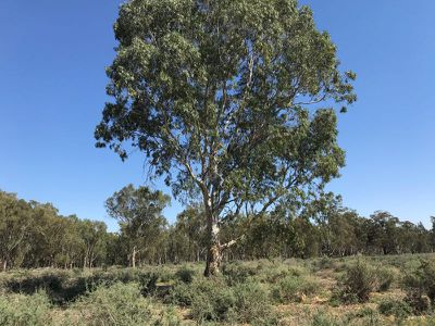 14 / Edward River Road, Moulamein