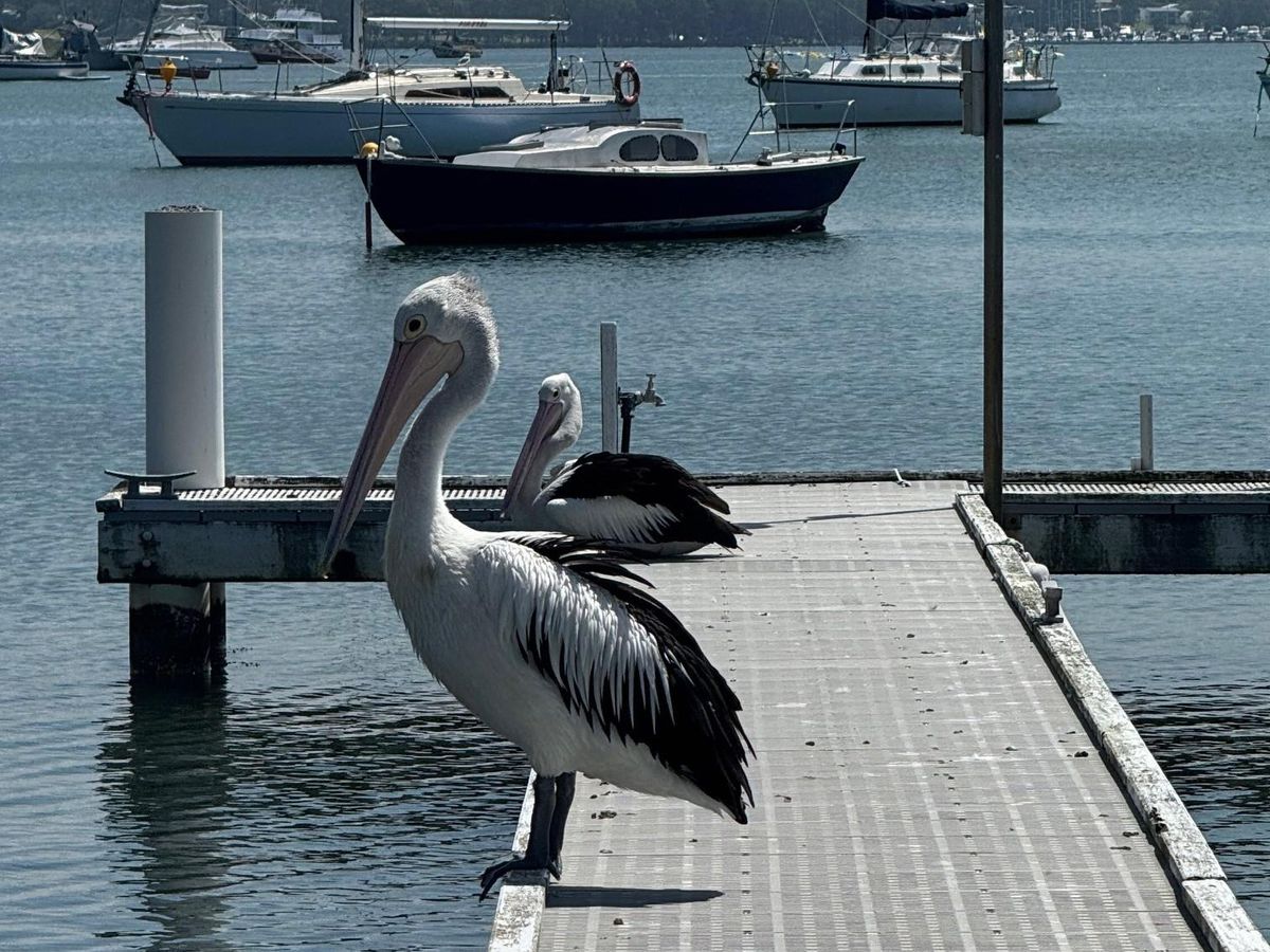 12 Gordon Avenue, Summerland Point