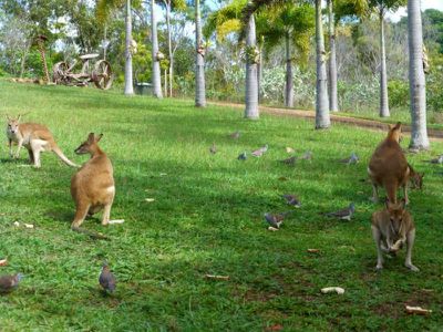 94 Hutchinson Street, Cooktown