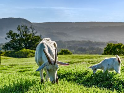 392 TUNTABLE FALLS ROAD, Nimbin