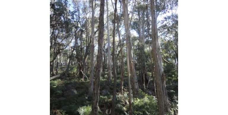 1261 Harrys Creek Road, Strathbogie
