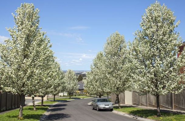 40 Excelsior Heights, Craigieburn