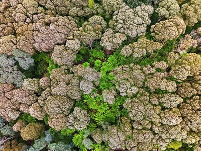 28834 Tasman Highway, Weldborough