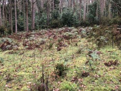 Lot 1 Mountains Road , Cherokee