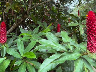 771 Left Bank Road, Mullumbimby Creek