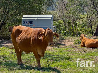 388 Swan Gully Road, Bromelton