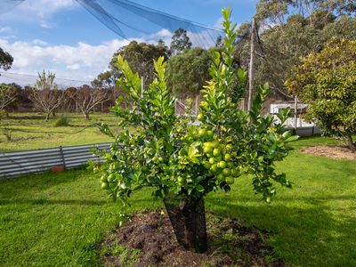 343 Dingo Flat Road, Hazelvale