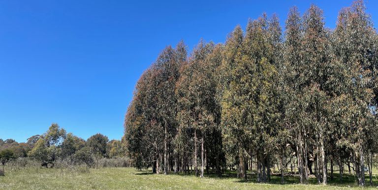 Lot 1 & 2, Bonnie Doon Road  , Marraweeney