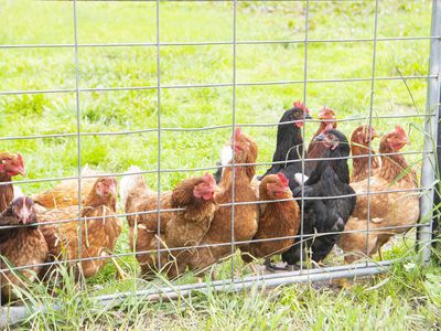 72 Shale Lane, High Range