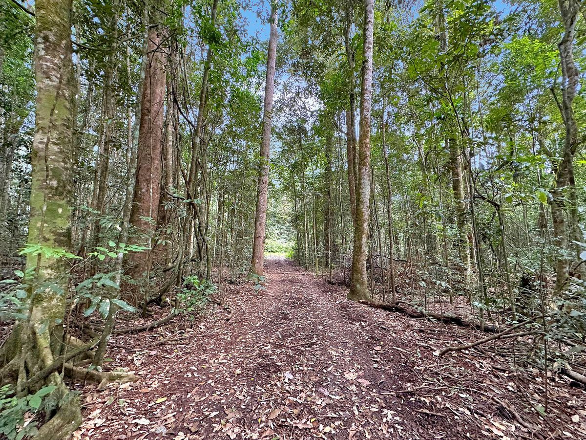 85 Figtree Close, Malanda