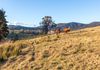 166 Green Hill Lane, Wyndham