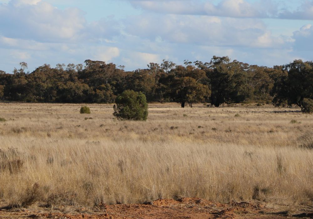 Back Trundle Road, Parkes