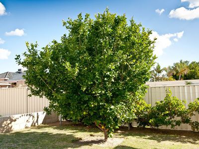 14 Arilia Street, Balcatta