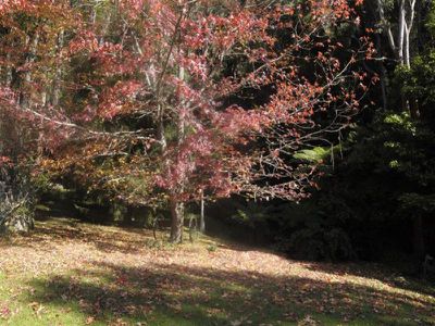 120 Parrishs Rd, Upper Kangaroo River, Kangaroo Valley