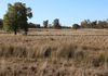 Back Trundle Road, Parkes