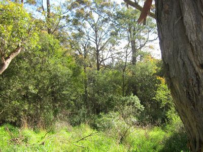 Lot 1 Missing Link Road, Wattle Grove