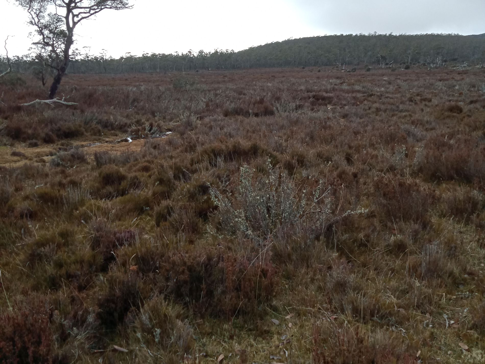 PID 5004617 'Christmas Marsh' Arthurs Lake Road, Arthurs Lake