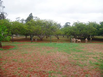 7 Noel Street, Kingaroy