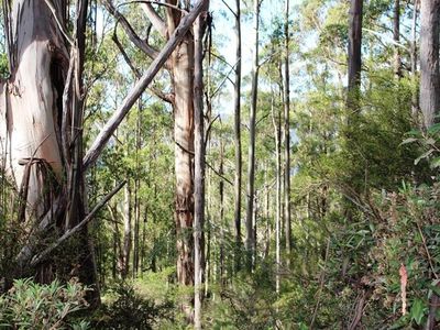 Land Off Steeles Road, Nicholls Rivulet