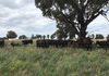 ‘Terutani’ 1097 Davys Plains Road, Cudal