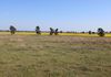 696 Back Trundle Road, Parkes