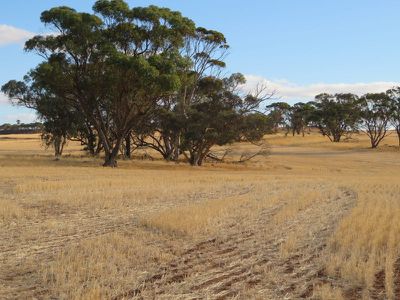 10352 / Cunderdin-Quairading Road, Cunderdin