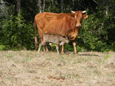 Maleny