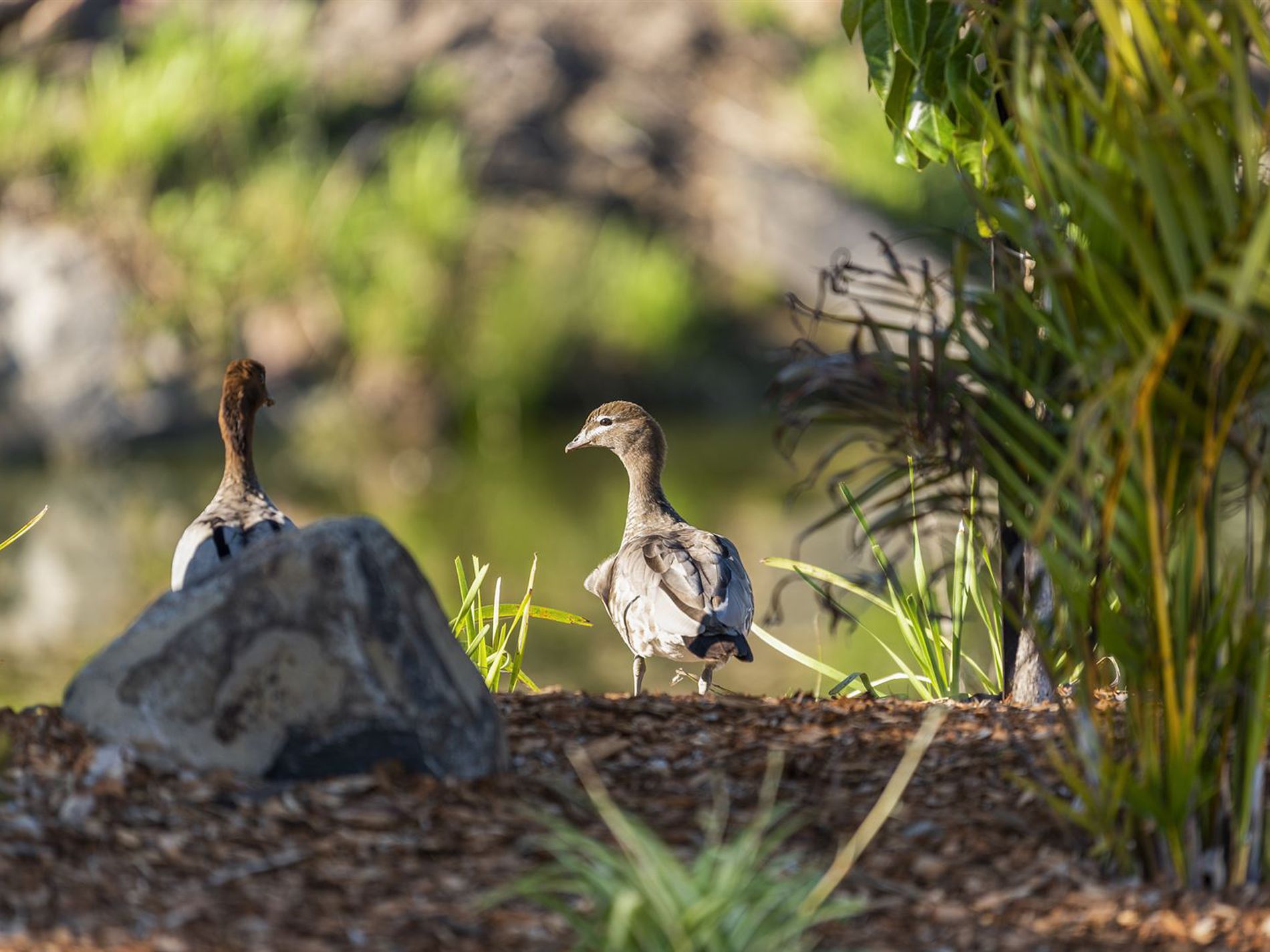 63 / 1 Norman Street, Lake Conjola