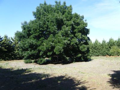 30-38 Hovell St, Avenel