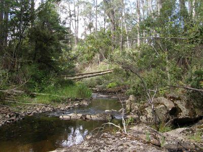 Nicholls Rivulet