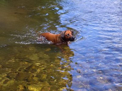 115 Gulph Creek Road, Nerrigundah