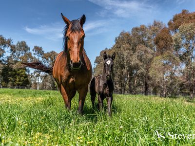 543 Benalla-Tatong Road, Benalla
