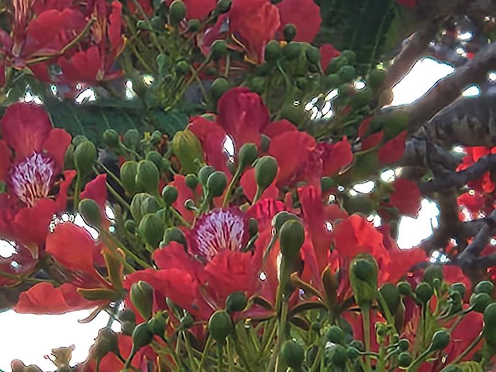 474 Whelan Road, Bollier