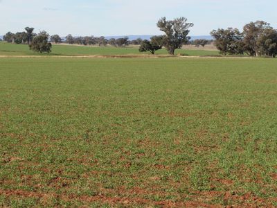 3166 Back Trundle Road, Parkes