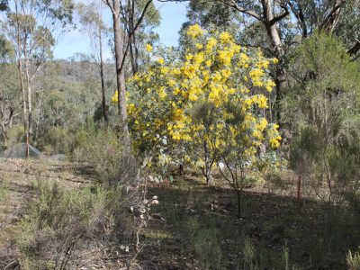 LOT 54 WARROWITUE-FOREST ROAD, Heathcote