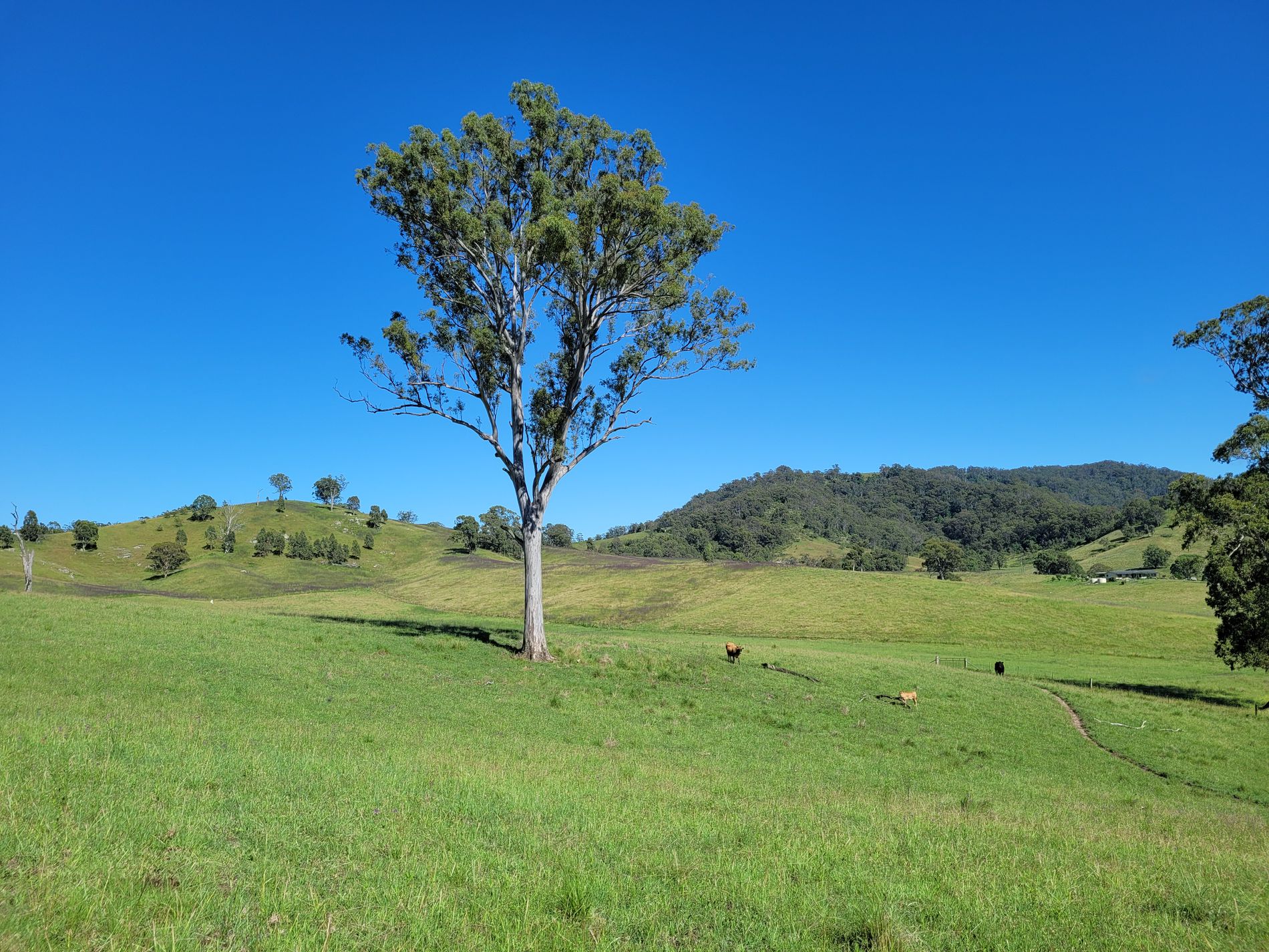 552 Neringla Road, Neringla