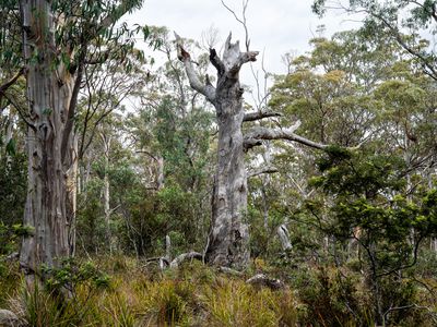 'Hardings Bay Retreat', Lake Leake Road, Lake Leake