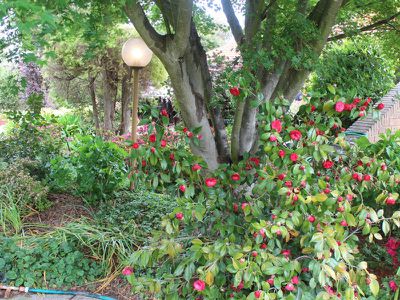 110 Cobwell Street, Barham