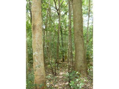 Lot 11 Isabella Mcivor Road, Hope Vale