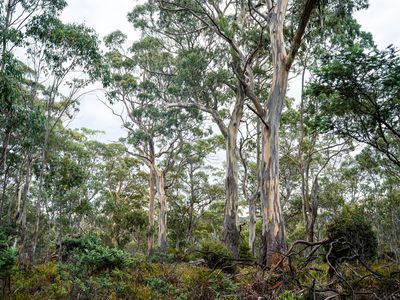 'Hardings Bay Retreat', Lake Leake Road, Lake Leake