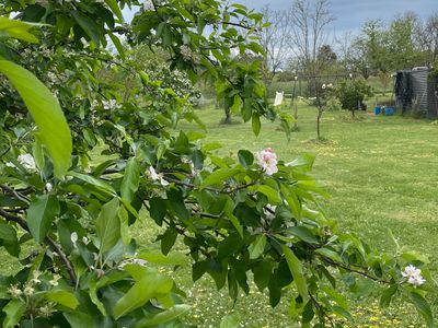 'Rose Cottage' 75 Lawrie Road, Beechworth