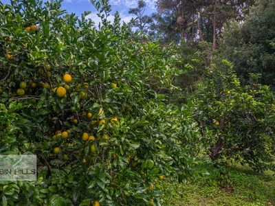 29 Nimbin Street, The Channon