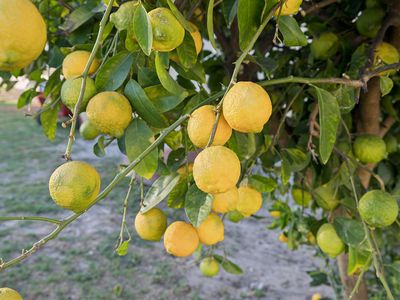 26 Mader Road, Mundijong