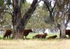 Molong