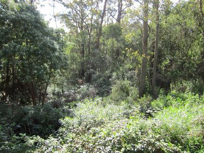 Lot 1 Missing Link Road, Wattle Grove